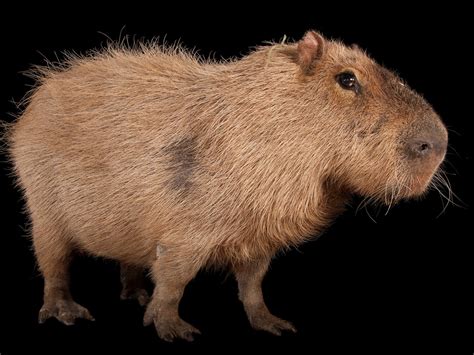 The Growth of Capybaras - Baby Capybara
