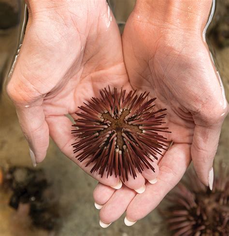 Aquatic Antagonists: Dermatologic Injuries From Sea Urchins (Echinoidea ...