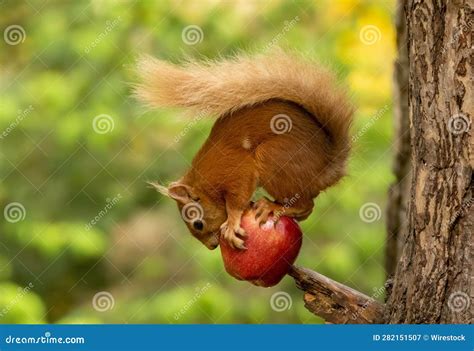 Scottish Red Squirrel Eating an Apple Stock Image - Image of small ...