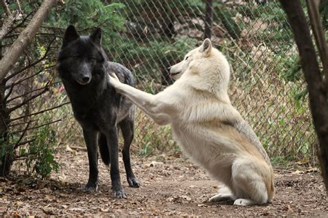 Playful Wolves Playing Together