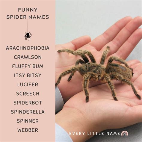 280+ Best Spider Names (Cool, Funny, and Cute) - Every Little Name