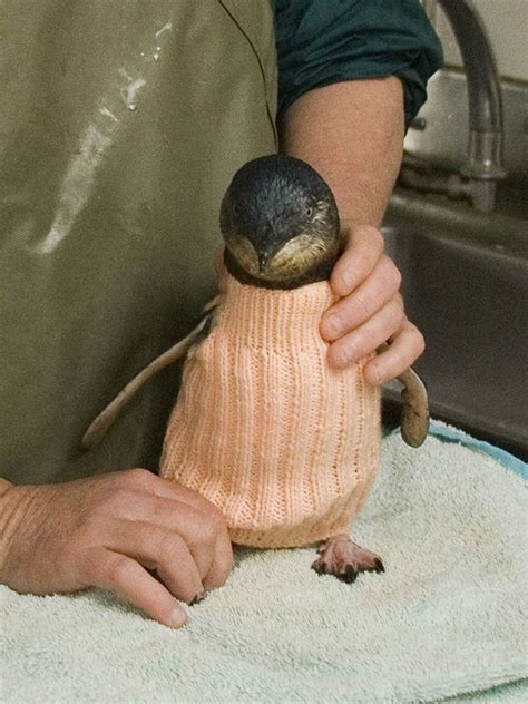 Penguins Wearing Sweaters