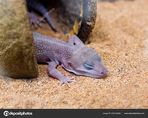 Super Snow Blazing Blizzard Leopard Gecko