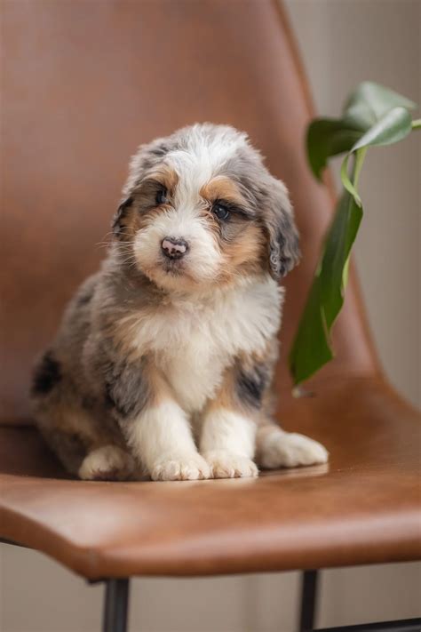 What is an Australian Mountain Doodle? — STOKESHIRE