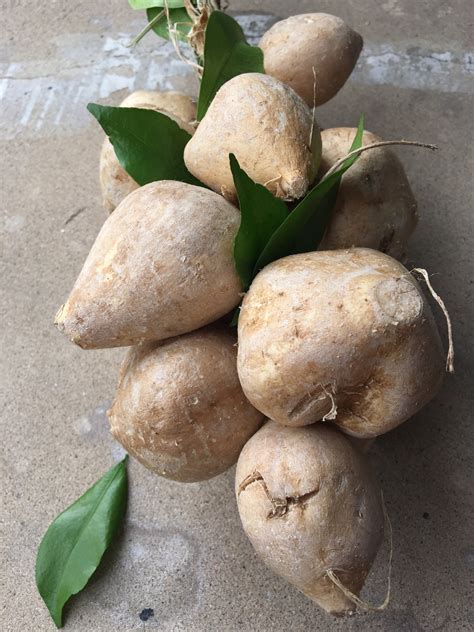 Yams In Spanish Mexico at Robert Fabry blog