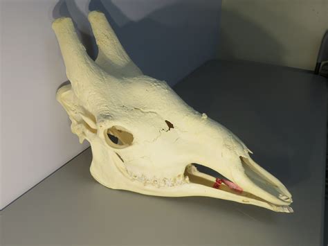Giraffe Skeleton