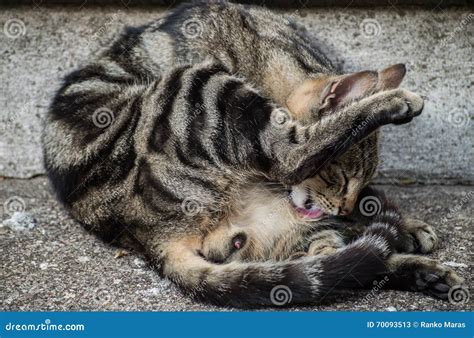 Vargant Tomcat Licking His Balls Stock Image - Image of cuddly ...