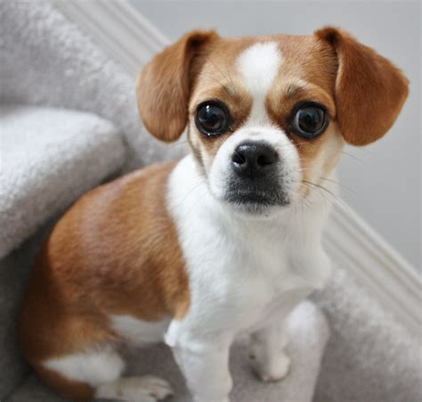 Chihuahua Shih-tzu Mix Dog