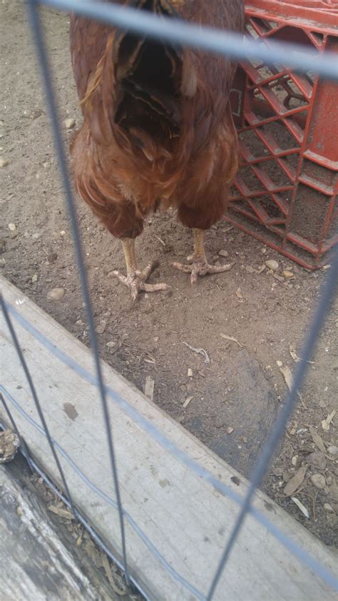 Do Hens have spurs? | Page 2 | BackYard Chickens - Learn How to Raise ...