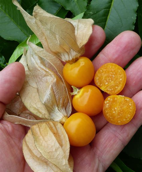 Cape Gooseberry / Physalis peruviana