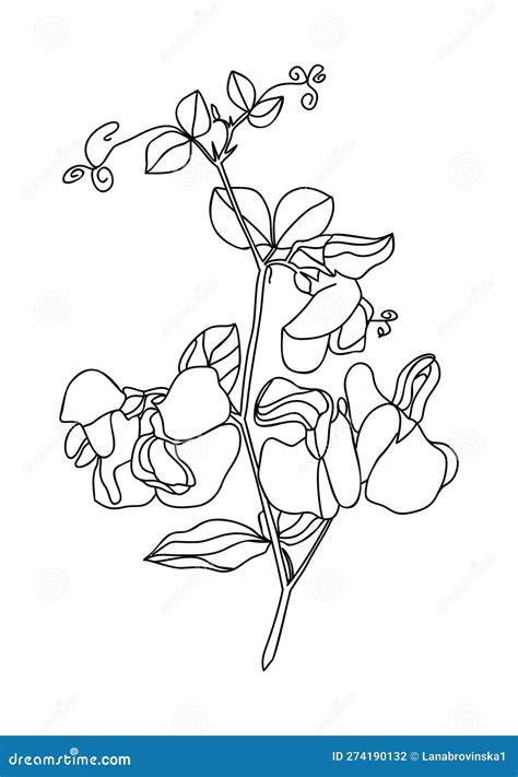 April Flower Of The Month Sweet Pea at Shani Tillman blog