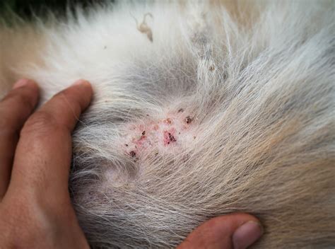 How Does Spot On Flea Treatment Work On Dogs at George Fay blog