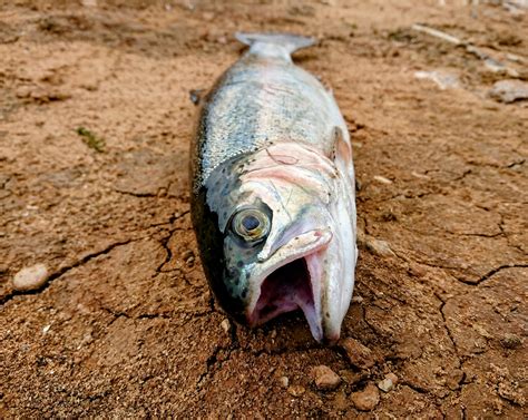 How does a fish survive in the desert? - Earth.com