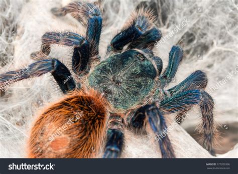 Chromatopelma Cyaneopubescens Greenbottle Blue Tarantula Gbb Stock ...