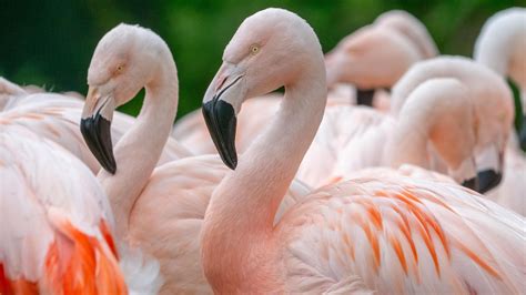 WWT Washington flamingos celebrate 40th birthdays - BBC News
