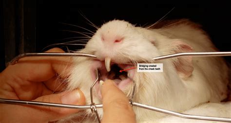 Guinea Pigs: Overgrown Teeth - Mount Pleasant Veterinary Group