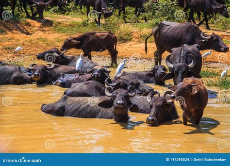 Safari Day, Group of Buffaloes Relaxing in the Puddle Stock Photo ...