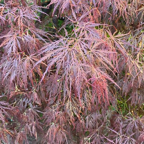 Water Needs Of Japanese Maples: A Guide To Perfect Hydration