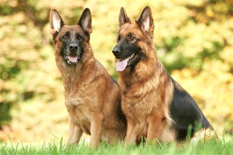 American vs. European German Shepherds: What’s the Difference?
