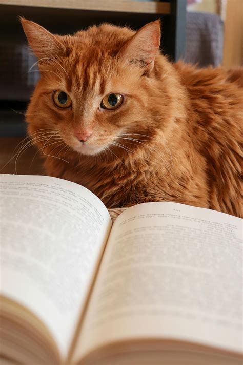 Cat With Book Photos, Download The BEST Free Cat With Book Stock Photos ...