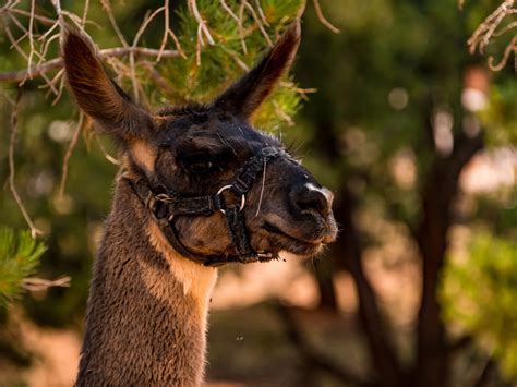 Holmstead Ranch Resort