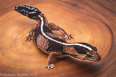 AFrican Fat Tail Gecko | Outback Reptiles