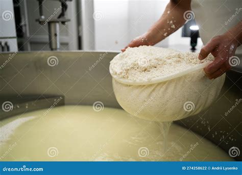 A Cheesemaker Prepares a Form of Parmesan Cheese Using Fresh Curd ...