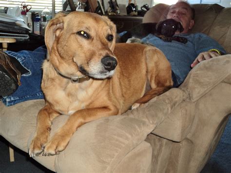 Paws 4 A Cure is an all-volunteer 501(c)(3) nonprofit organization that ...