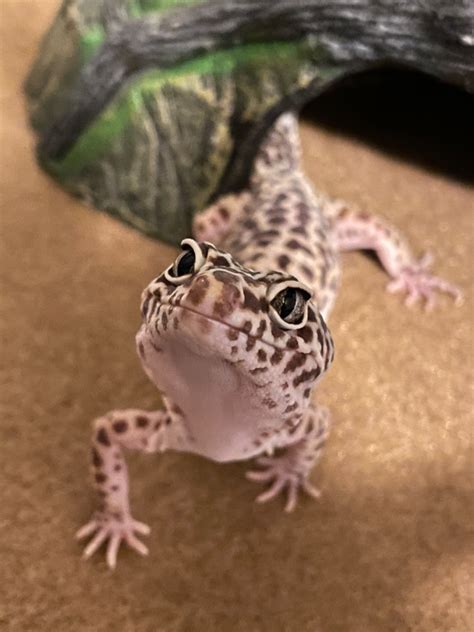 Leopard Gecko Lifespan: How Long Do Leopard Geckos Live? – REPTI ZOO