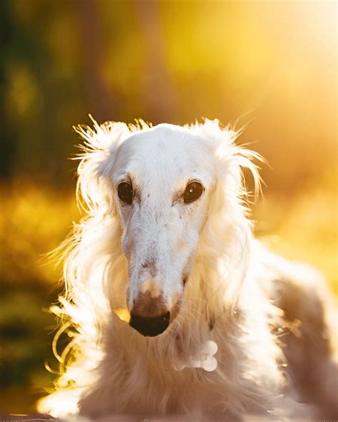 125+ Unique Russian Dog Names for Your Pet - DogSwagery