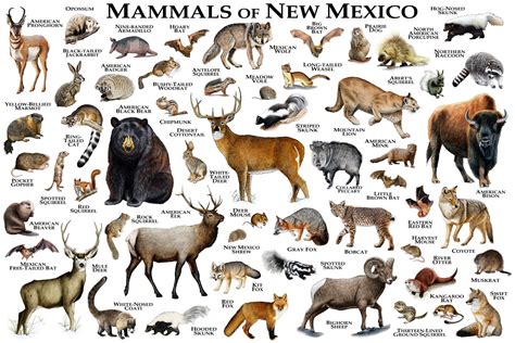Mammals of New Mexico Poster Print / New Mexico Mammals Field | Etsy