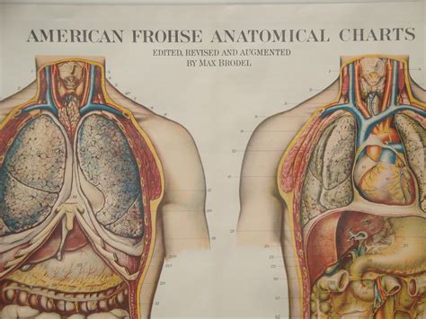 Authentic Vintage Anatomy Pull Down Chart, Rare Medical School Chart ...