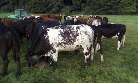 What are these heifers worth? | The Farming Forum