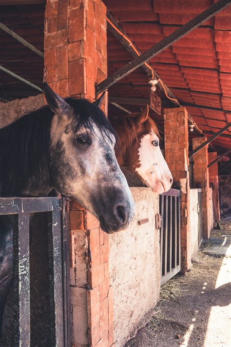 Horses And Barn Photos, Download The BEST Free Horses And Barn Stock ...