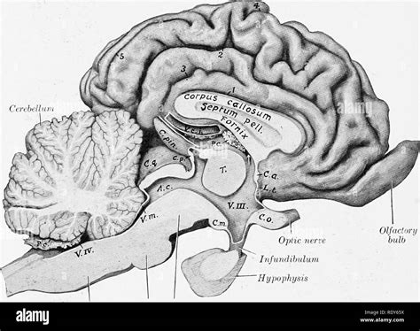 . The anatomy of the domestic animals . Veterinary anatomy. 838 THE NERVOUS SYSTEM OF THE OX 11 ...