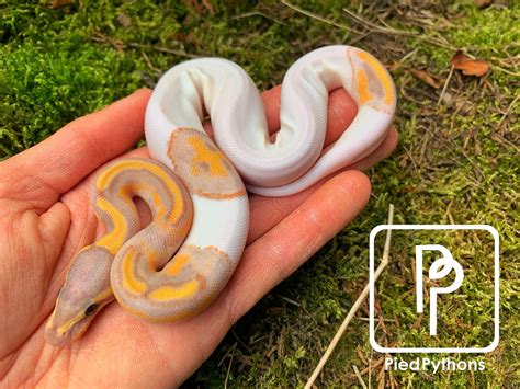 Banana Pied Ball Python by Pied Pythons - MorphMarket