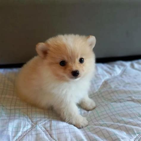 Laika , space doggo : r/Pomeranians