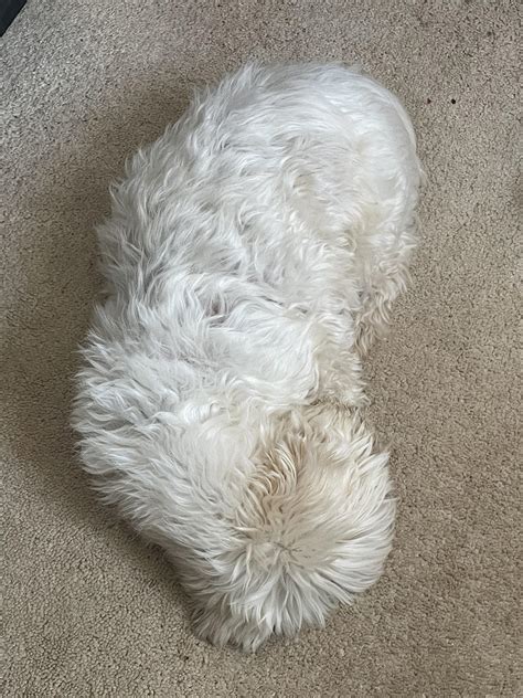 Veronica Von Porn Videos