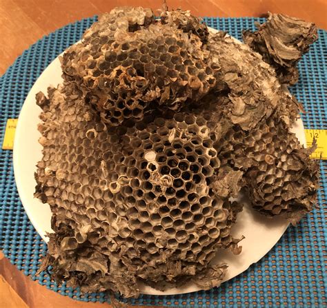 Large wasp nest | Collectors Weekly