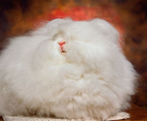 Baby French Angora Rabbit
