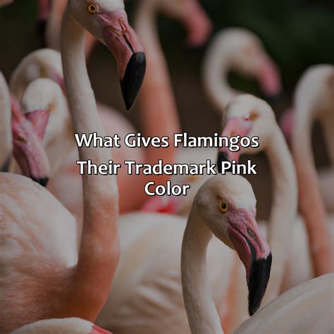 What Color Does Pink And Brown Make - colorscombo.com