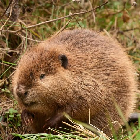 Woodchuck vs. Groundhog: What's The Real Difference?