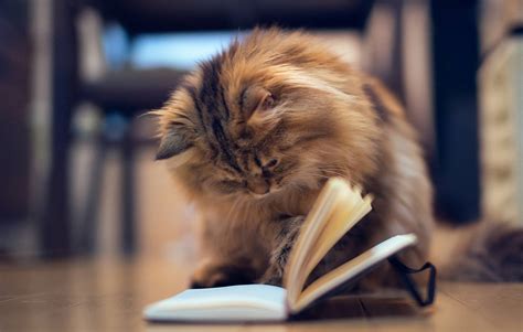 Download Fluffy Cat Reading Book Wallpaper | Wallpapers.com