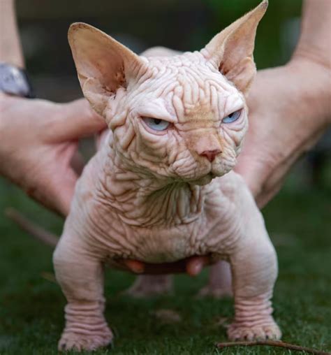 Cat Chit Chat: XL Bully cat is a dwarf Sphynx (Bambino) and has been ...