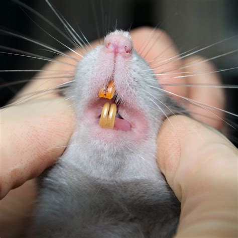 Rat Life Cycle: Lifespan, habitat | Fantastic Pest Control Australia