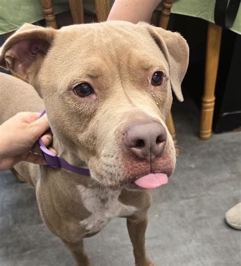 Pets - Shenango Valley Animal Shelter
