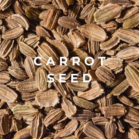 Carrot Seed Essential Oil - Benefits and Uses