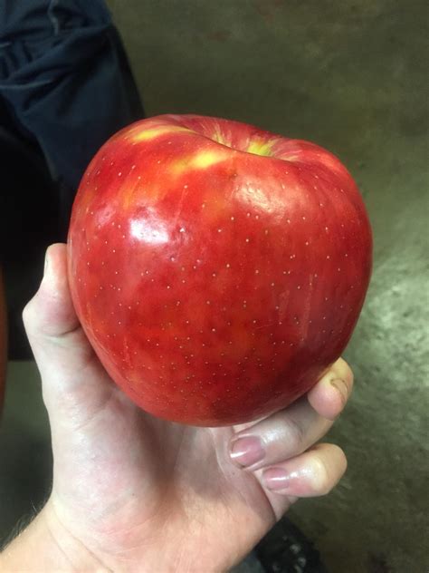 Giant Honeycrisp Apple