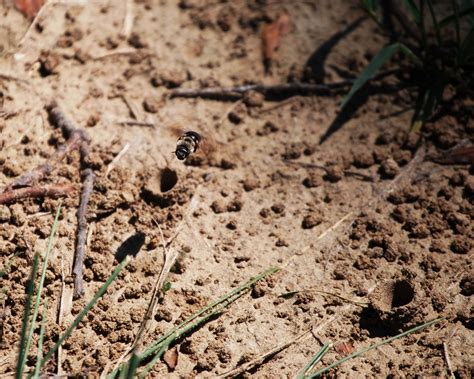 Images Of Ground Nesting Bees Ground Bee Identification? | OSU