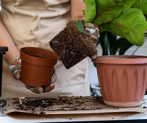 Repotting Fiddle Leaf Figs: Signs It's Time for a New Pot | Gardening ...